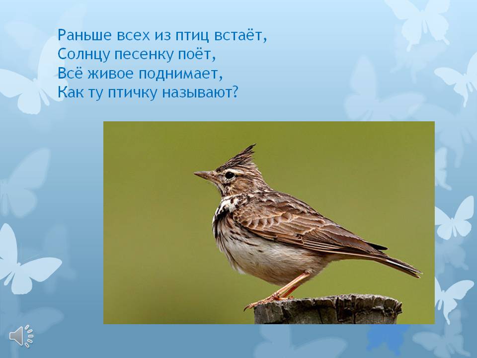 Раньше всех. Жаворонок Перелетная птица. Перелетные птицы Красноярского. Жаворонок название для детского сада.