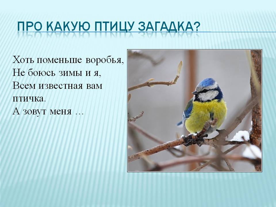 Загадки про птиц для детей. Загадки про птиц. Загадки про птиц для 2 класса. Маленькая загадка про птицу. Загадка про птичку.