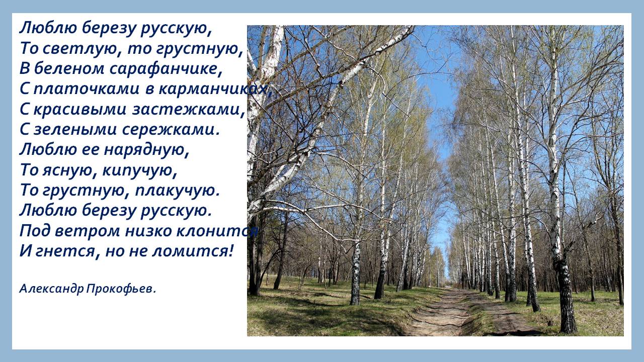 Люблю березку. Стих люблю березку русскую то светлую. Прокофьев береза стихотворение. Прокофьев люблю березку русскую. Стихотворение Березка Прокофьев.