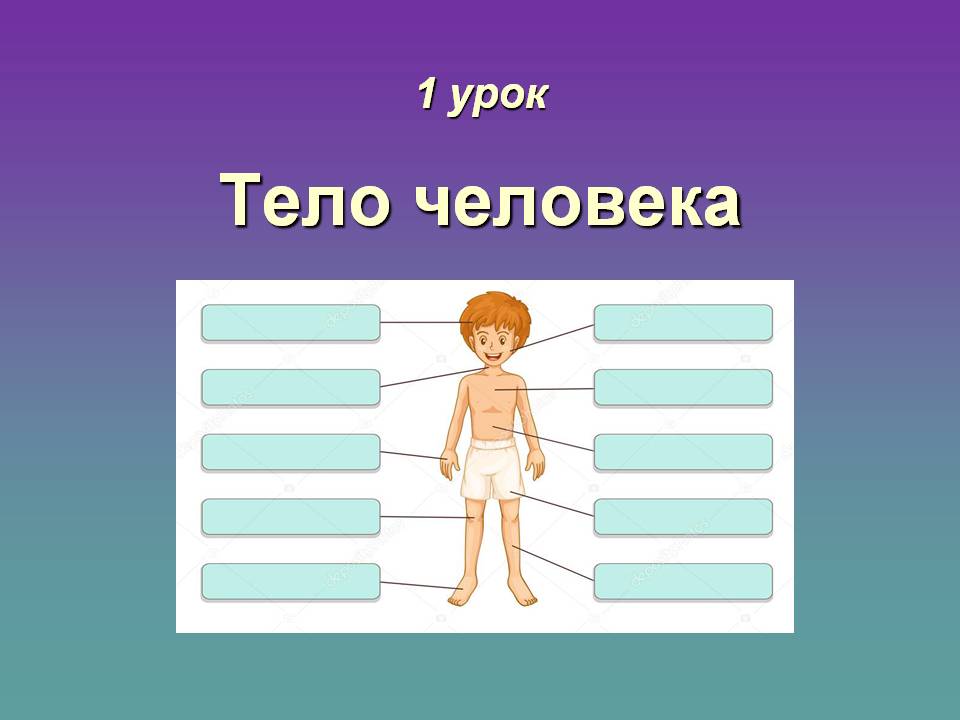 План урока тело человека