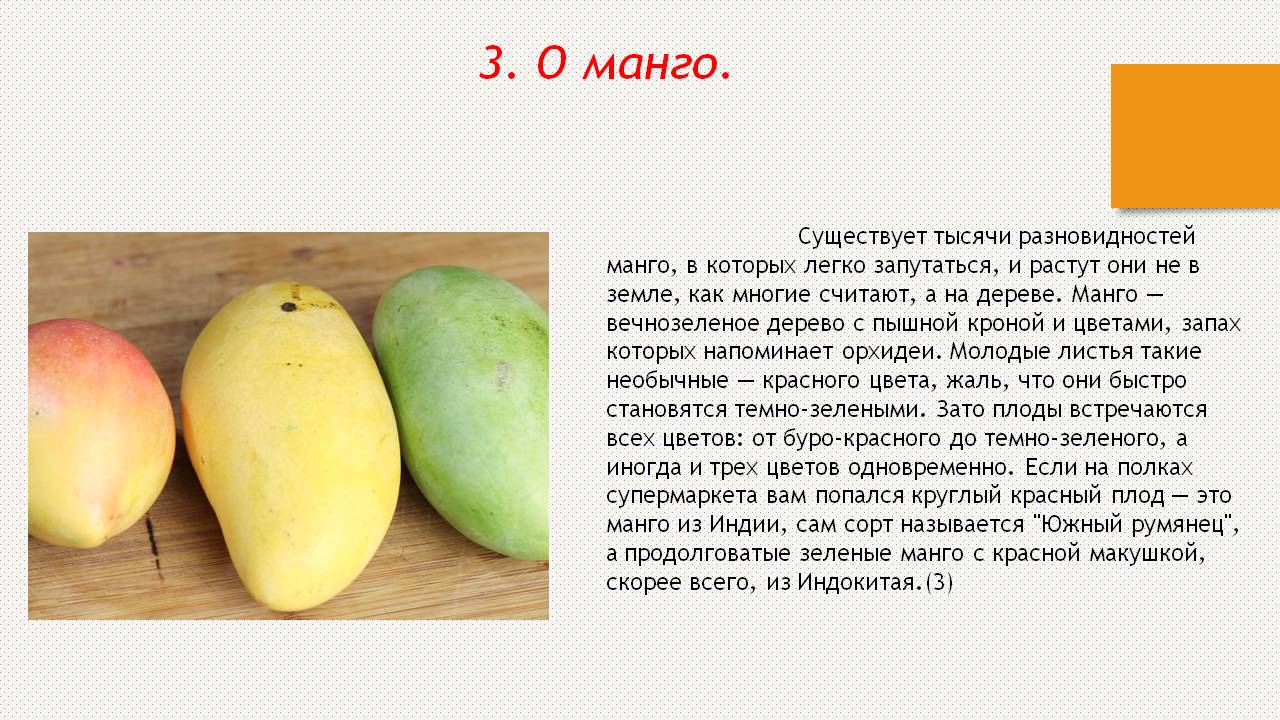 Манго полезные свойства и противопоказания для женщин. Манго доклад 2 класс. Сообщение о манго. Исследовательская работа манго. Манго описание фрукта.