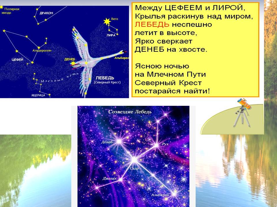 Познавательно – творческий проект Моя любимая птица Слайд 13