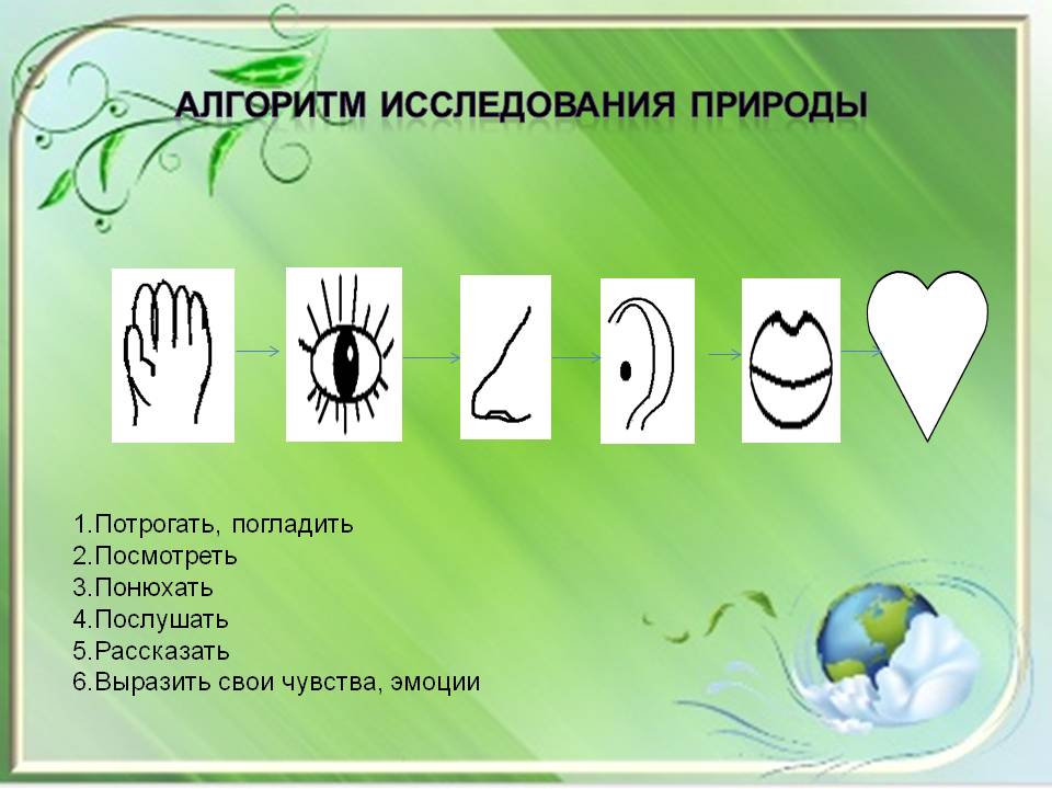 Проект Экологическая тропа на территории ДОУ Слайд 15