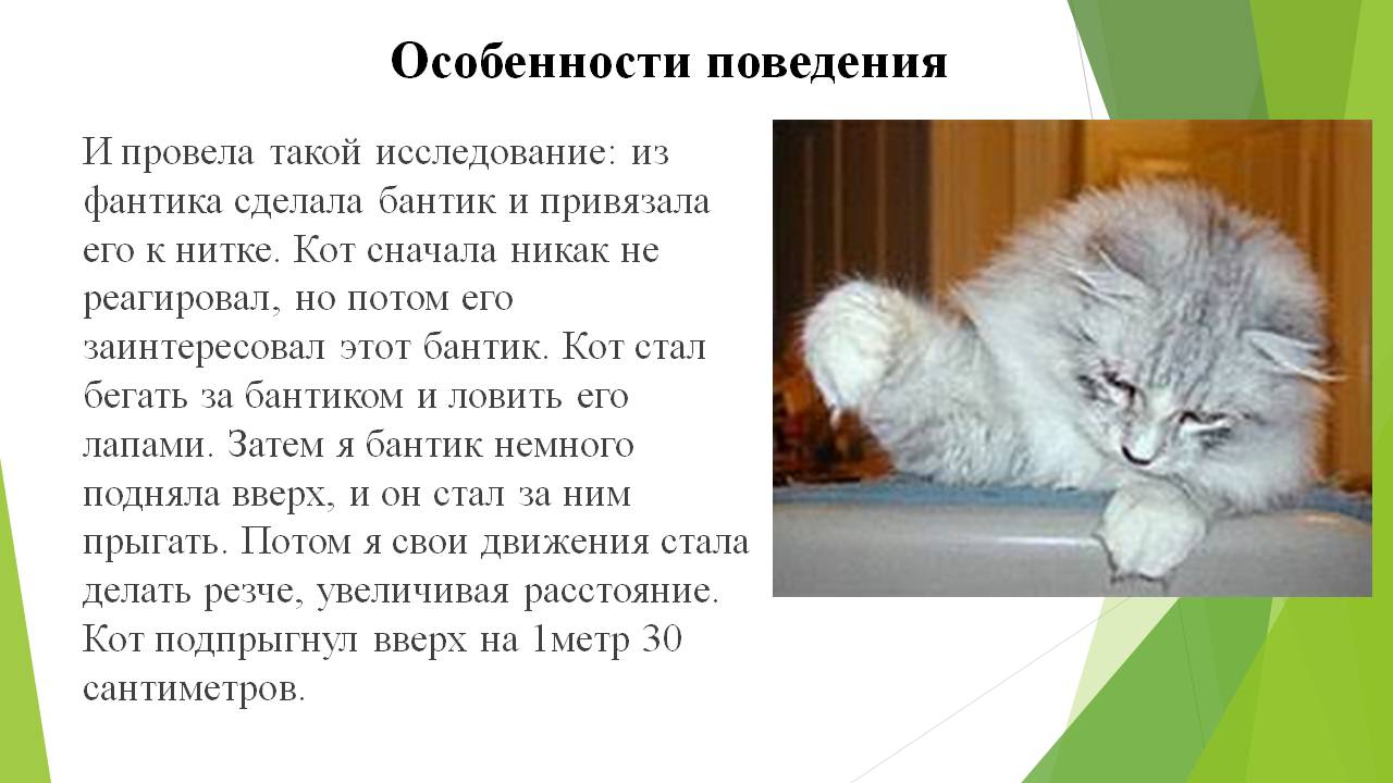 Сочинение про кота 5 класс